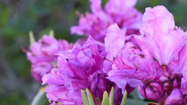 4k τηγάνι αριστερά Rhododendron Close Up να θόλωμα αναδεικνύει τη λαμπρή πορφυρές ανθίσεις που ανθίζουν στα μπλε βουνά κορυφογραμμών κάθε Ιούνιο - Πλάνα, βίντεο