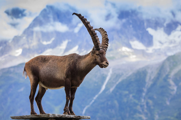 Steenbok, bereik van de Mont Blanc, Frankrijk - Foto, afbeelding