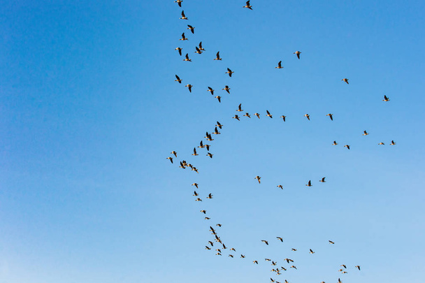 Troupeau d'oiseaux volant dans les airs contre un ciel bleu
 - Photo, image