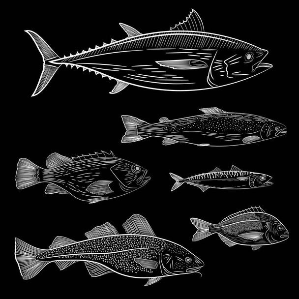 Egy sor festett népszerű tengeri hal. Tonhal, lazac, tőkehal, tengeri sügér, makréla, Dorado. Vázlat és kézi rajz, vektoros illusztráció - Vektor, kép