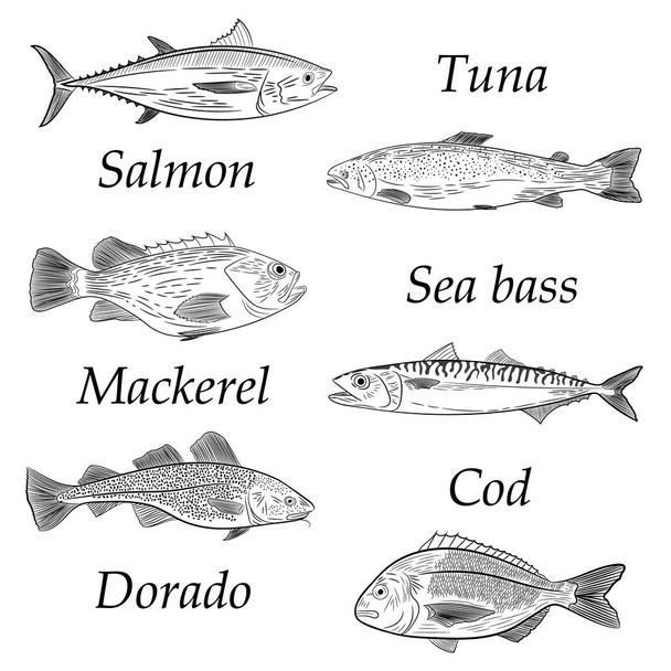eine Reihe gemalter beliebter Meeresfische. Lachs, Thunfisch, Kabeljau, Makrele, Dorado, Wolfsbarsch. Skizze der Zeichnung auf weißem Hintergrund, Vektorillustration - Vektor, Bild