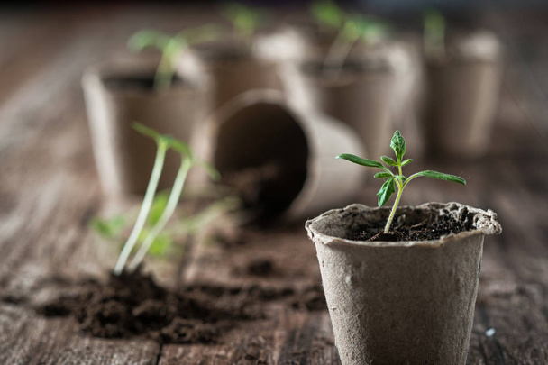Het planten van jonge tomaat zaailingen in turf potten op houten achtergrond. Landbouw, Tuin, inlandse voeding, groenten, zelfvoorzienend huis, duurzame huishoudelijke concept. - Foto, afbeelding