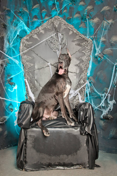 μεγάλο τεράστιο μαύρο σκυλί κάθεται στο βασιλιά θρόνο μόνος στο φόντο σκοτεινό στούντιο - Φωτογραφία, εικόνα