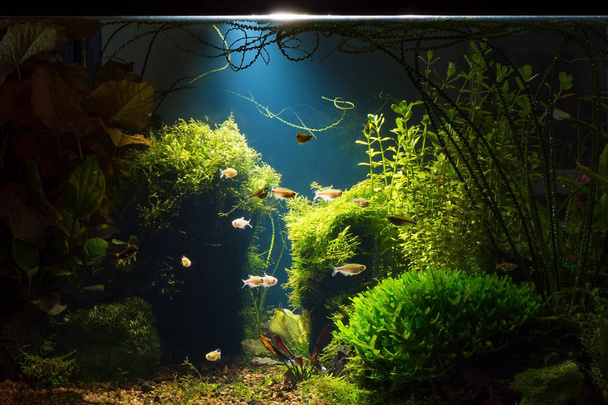 Vista nocturna del acuario tropical de agua dulce plantado con peces pequeños en tono bajo con fondo azul oscuro
 - Foto, imagen