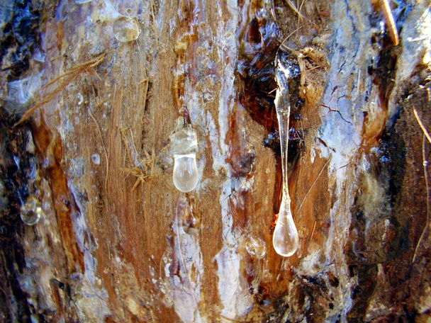 Çam ağacından damlayan su - Fotoğraf, Görsel
