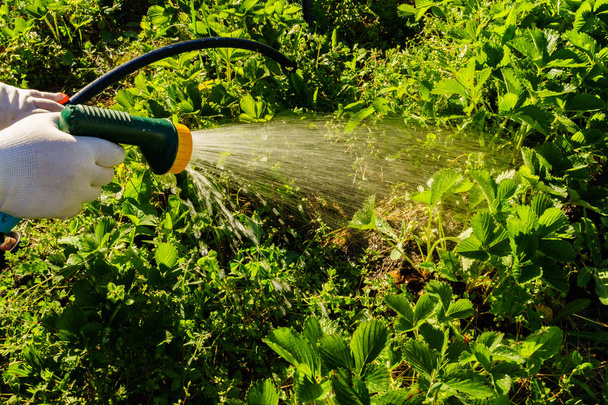Watering the garden for a quality harvest - Φωτογραφία, εικόνα