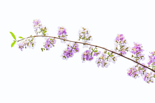 Lagerstroemia флорибунда квітка, також відомий як Тайська мирта крепу - Фото, зображення