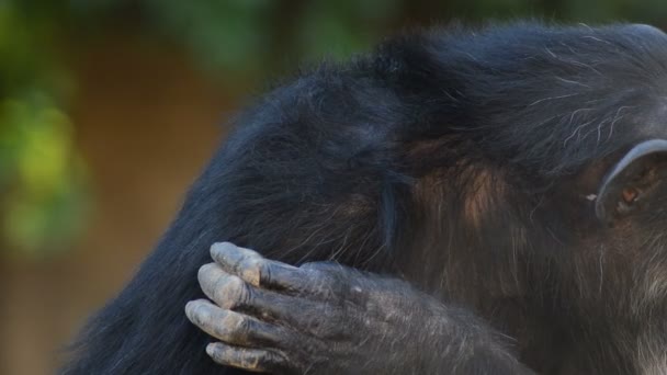 共通のチンパンジーの手すり寄った - チンパンジー - 映像、動画