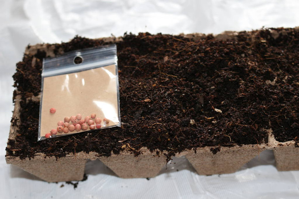 magok vetés tavaszi, biológiailag lebomló tőzeg edényben - Fotó, kép
