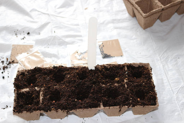 siembra de semillas en primavera en macetas de turba biodegradables
 - Foto, Imagen