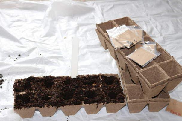 semeadura de sementes na primavera em vasos de turfa biodegradáveis
 - Foto, Imagem