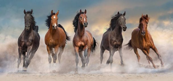 Hevoslauma juoksee nopeasti aavikon tomussa dramaattista auringonlaskua vastaan.
 - Valokuva, kuva