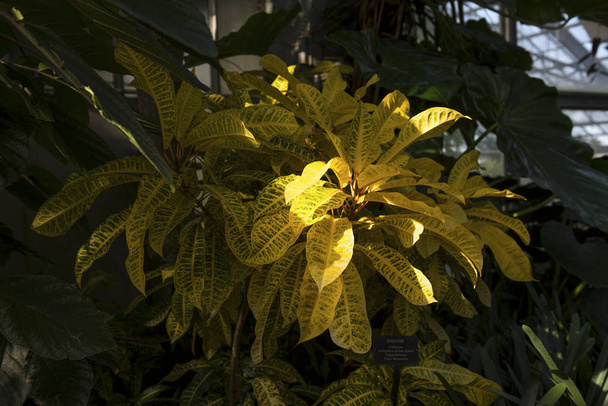 Planta Croton en Lincoln Park Conservatory
 - Foto, imagen