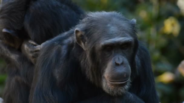 Yhteinen simpanssi istuu katselee ympärilleen - Pan troglodytes
 - Materiaali, video