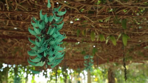 Strongylodon macrobotrys, commonly known as jade vine, emerald vine or turquoise jade vine, high definition movie clip stock footage. Tayabak. - Footage, Video