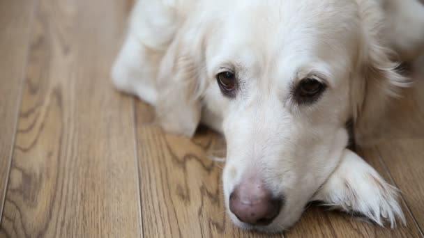 glückliches Leben der Haustiere in der Familie. ein glücklicher, vollmundiger Hund, ein Golden Retriever ruht auf dem Küchenboden. - Filmmaterial, Video