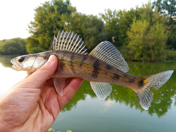 fish pike-perch in the hands of an angler - Photo, Image