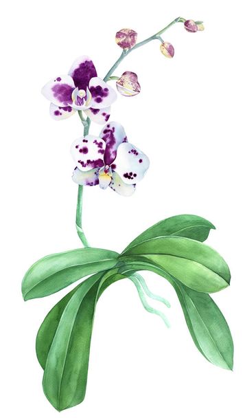 Watercolor orchid isolated on white background - Valokuva, kuva
