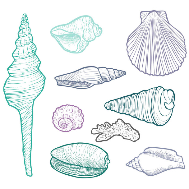 hand drawn vector seashells - Vektori, kuva