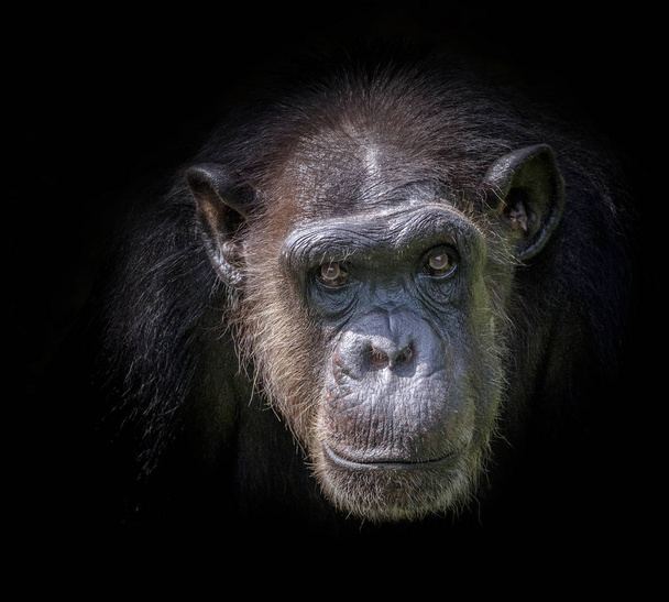 Az arc a csimpánz egy fekete háttér. - Fotó, kép