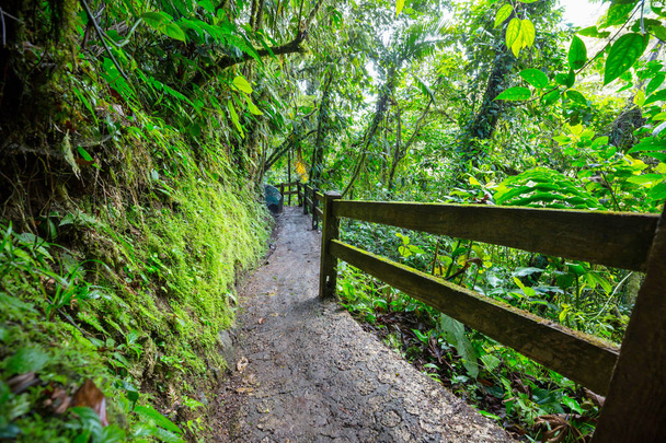 Wandern im grünen tropischen Dschungel, Costa Rica, Mittelamerika - Foto, Bild