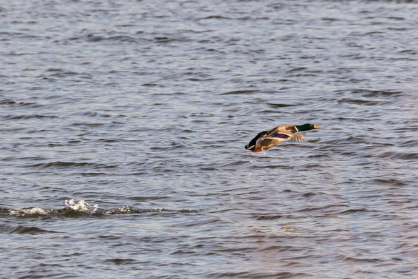 Mallard taking off with wild flapping wings in the marshland near Mechelen - Photo, Image
