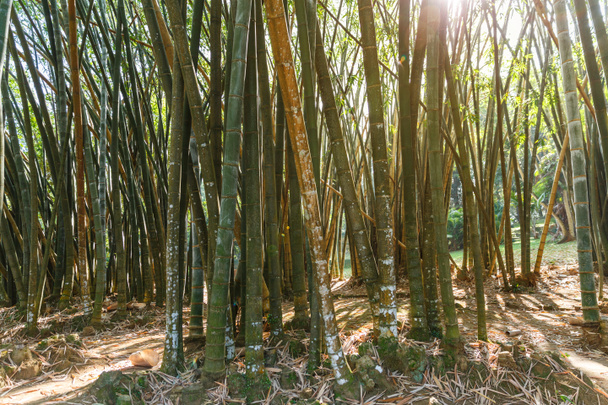 bamboe planten - Foto, afbeelding