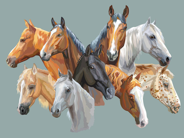 Set of horses breeds - Vector, Image