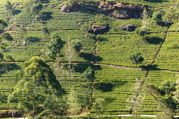 tea plantations - Fotó, kép