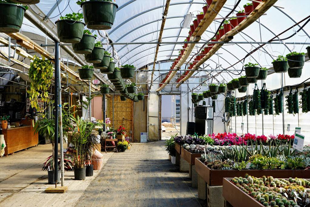 Greenhouse in Spring - Inside Image - 写真・画像
