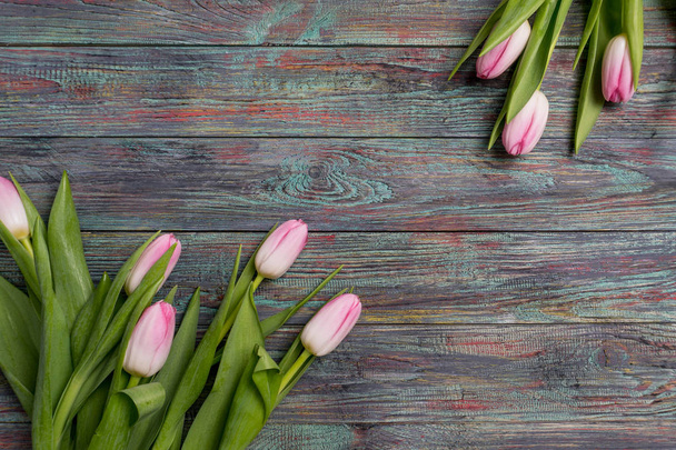 Bordure de tulipes printanières roses fraîches
 - Photo, image