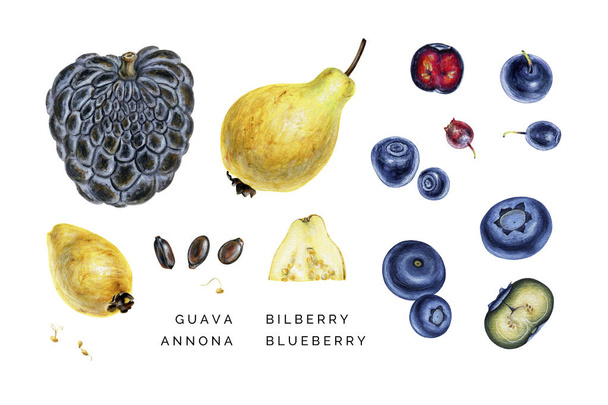 Suluboya dizi egzotik meyve ve olgun berryes.  - Fotoğraf, Görsel