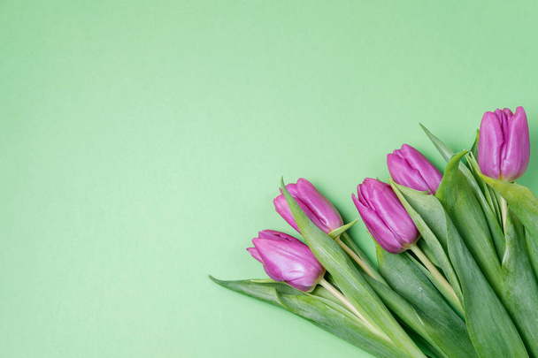 Purple tulips on a green background. Spring concept. Top view, f - Photo, Image