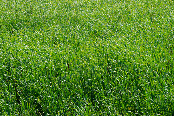 зелена трава фону
 - Фото, зображення