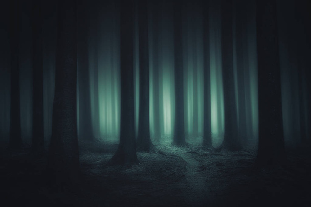 dark and scary forest - Photo, Image