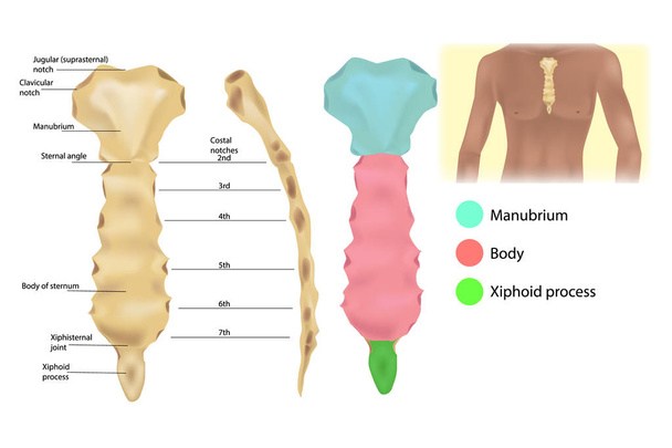 Anatomia dello sterno - articolazioni e parti dello sterno. Manubrio (Manubrium sterni). Struttura della parete toracica
. - Vettoriali, immagini