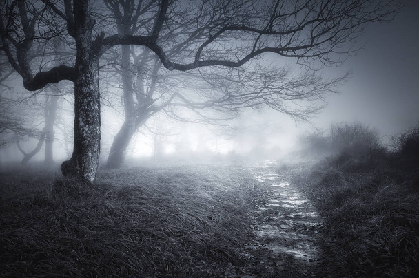 cesta v lese temné a strašidelné - Fotografie, Obrázek