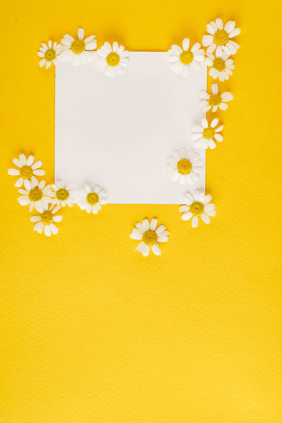 daisy flowers on the paper card - 写真・画像