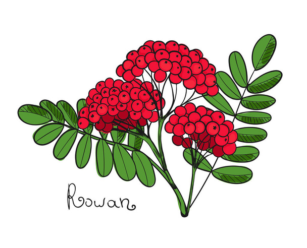 Red Rowan Tree. Isolated twig of rowanberry or ashberry. Leaves and cluster of Sorbus berry. Brunch of sorb - Vector, Image
