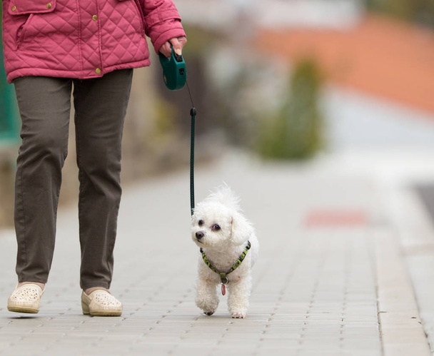 Senior woman walking her little dog on a city street - Foto, immagini