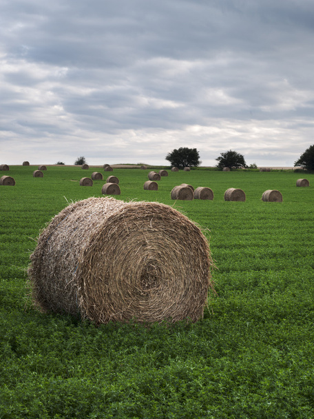 hay bales in field - Photo, Image