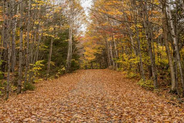 Carrozza strada coperta di foglie d'autunno
 - Foto, immagini