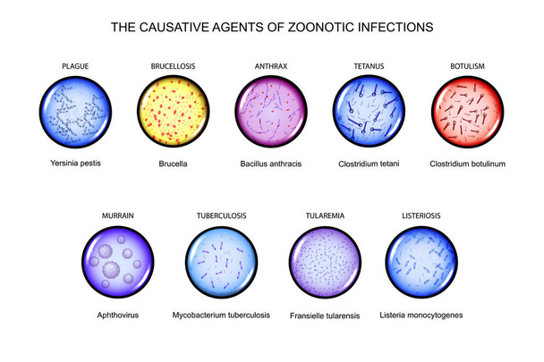los agentes causales de las infecciones zoonóticas
 - Vector, imagen