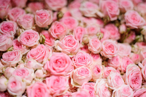 Vue de dessus des roses roses extrêmement tendres
 - Photo, image