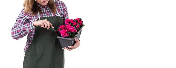 γυναίκα επαγγελματίας κηπουρός ή ανθοπωλείο στην ποδιά κρατώντας λουλούδια σε μια κατσαρόλα και κηπουρική εργαλεία που απομονώνονται σε λευκό φόντο. Χώρο αντίγραφο - Φωτογραφία, εικόνα