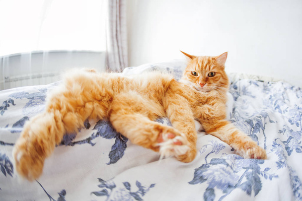 Cute ginger cat with funny expression on face lies on bed. The fluffy pet comfortably settled to sleep or to play. Cute cozy background, morning bedtime at home. Fish eye lens effect. - Fotografie, Obrázek