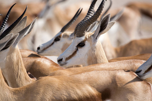 Antilop, Gazelle, Afrika 'daki Namibya' daki Etosha Milli Parkı 'ndaki Vahşi Yaşam, Springbok - Fotoğraf, Görsel