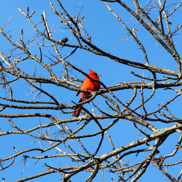roter Kardinal in einem Baum - Foto, Bild