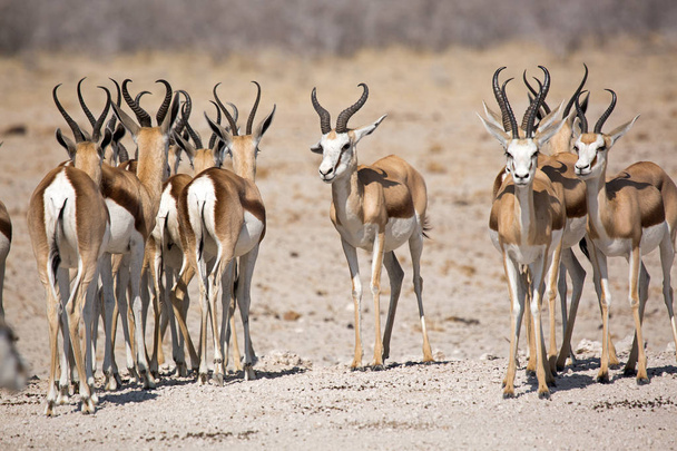 Antelope, Gazelle, Vida silvestre en Etosha NationalPark en Namibia en África, Springbok
 - Foto, Imagen