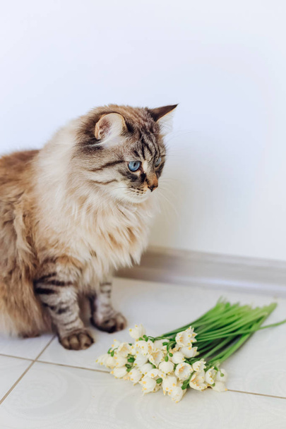 a fluffy cat sits on the floor near beautiful spring flowers - Photo, Image